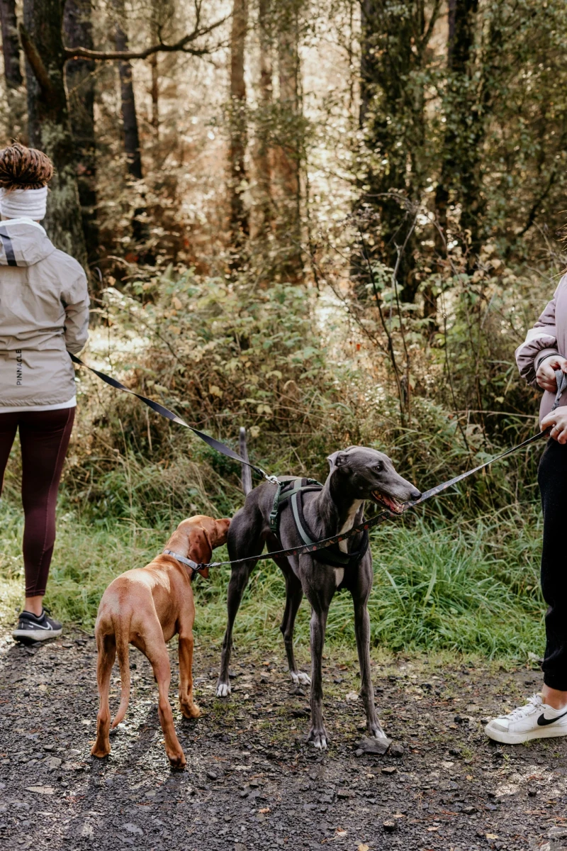 Zwei Hunde stehen an der Leine auf einem Waldweg, ein brauner und ein schwarzer Windhund. Sie werden von zwei Personen in Winterkleidung ausgef&uuml;hrt, umgeben von herbstlichen B&auml;umen und Vegetation.